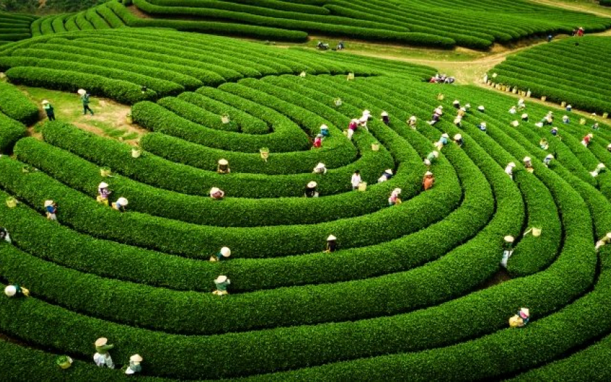 victour-Du lịch Mộc Châu victour-Du lịch Mộc Châu