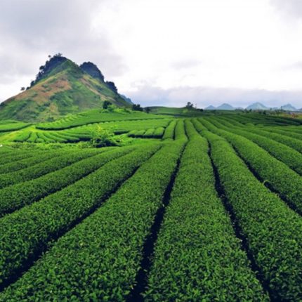 victour-Du lịch Mộc Châu